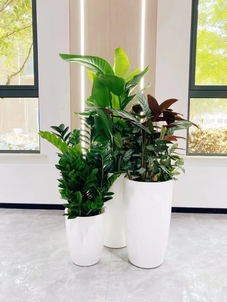 宁波海曙绿植租摆公司